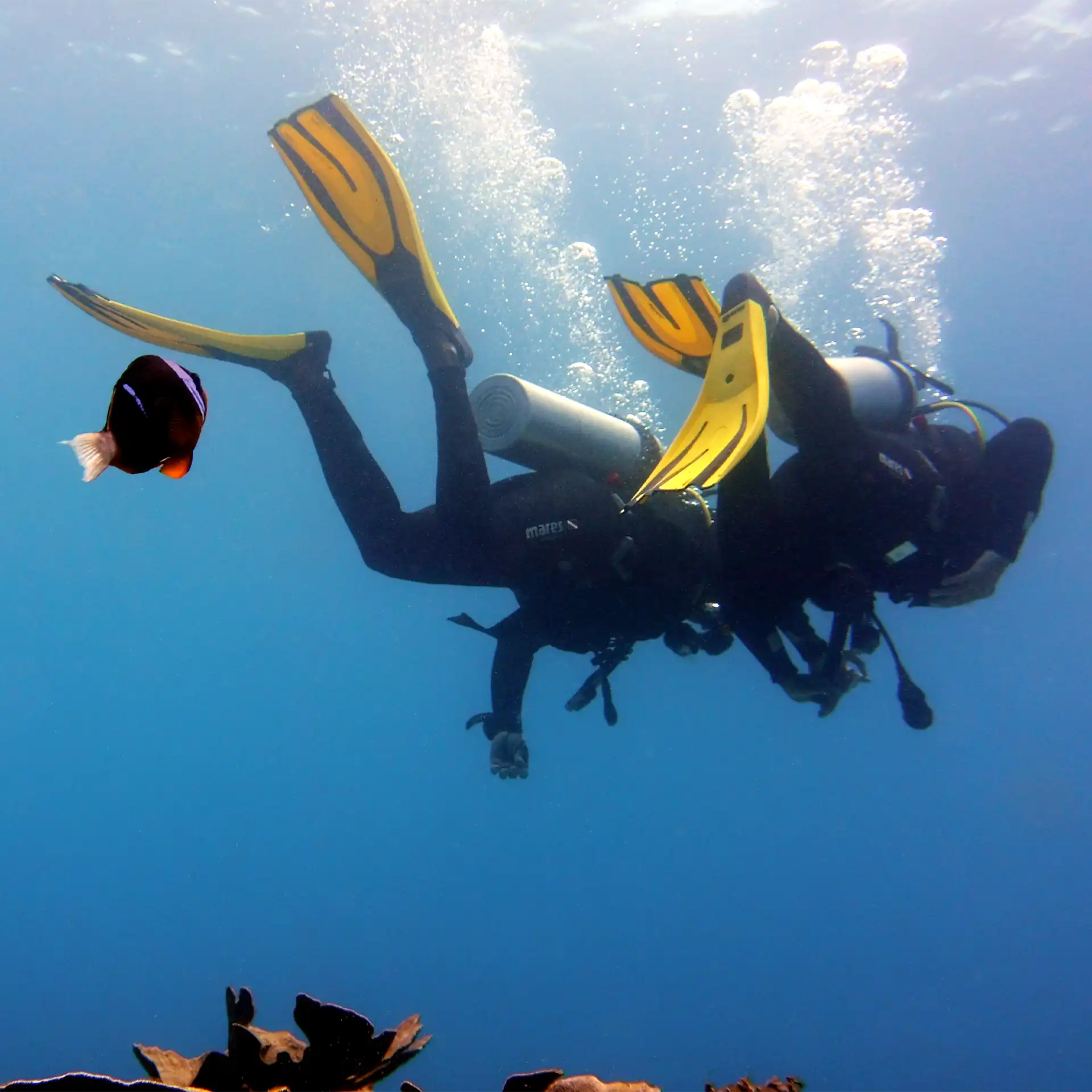 Scuba divers exploring a coral reef on a daily boat dive in Zanzibar