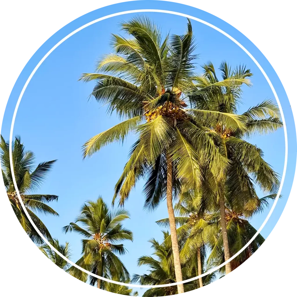 Tropical palm trees under a clear blue sky leading to the Pemba Island dive holiday page