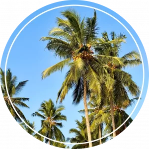 Tropical palm trees under a clear blue sky leading to the Pemba Island dive holiday page