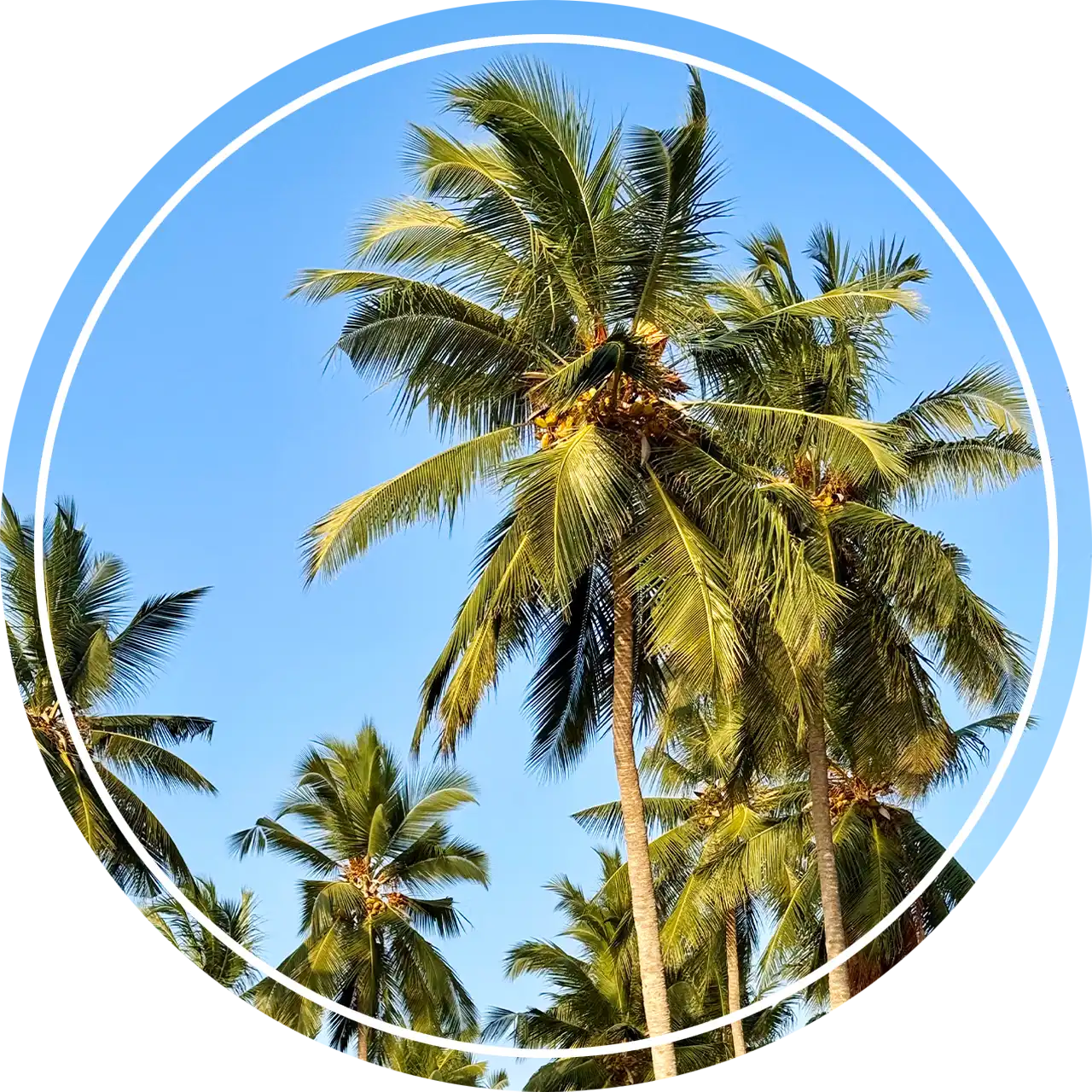 Tropical palm trees under a clear blue sky leading to the Pemba Island dive holiday page