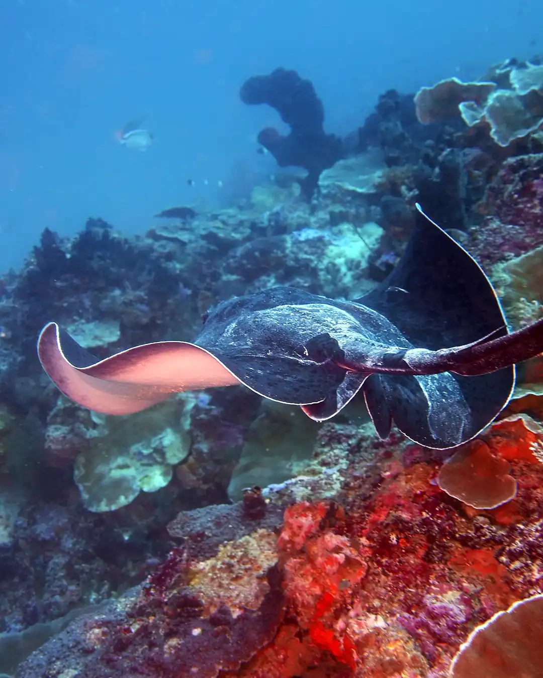 A large stingray gliding gracefully over a vibrant coral reef during a scuba dive in Pemba Island, Tanzania