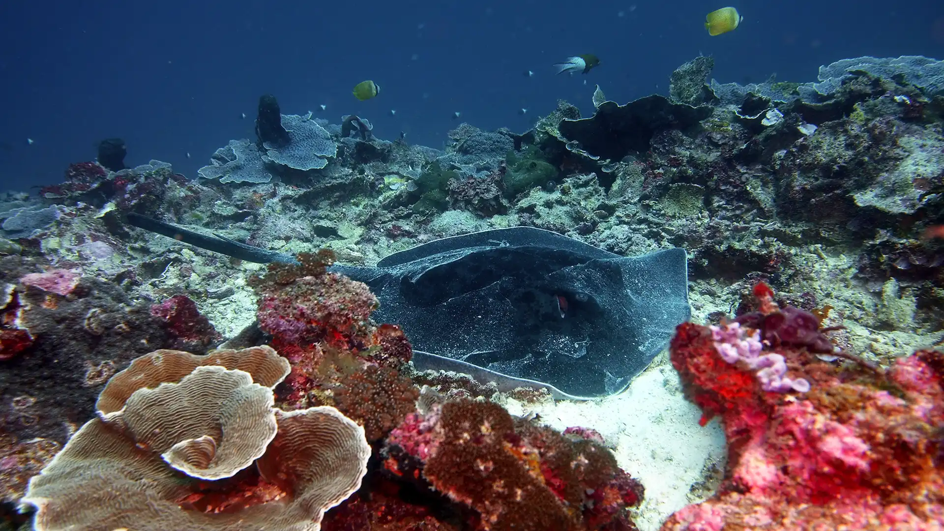 A large stingray resting on a coral reef during a scuba dive in Pemba Island, Tanzania