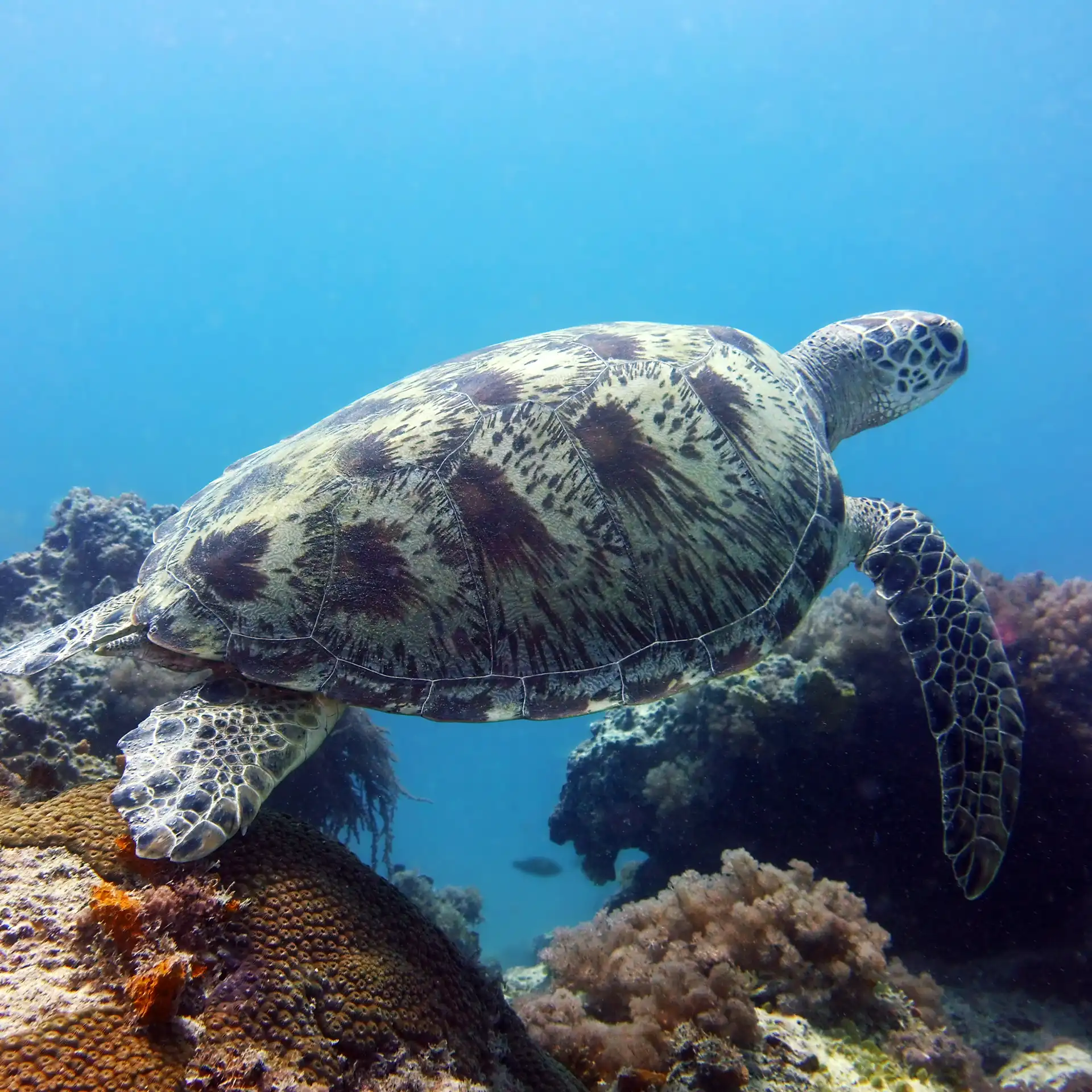 Green sea turtle swimming over a vibrant coral reef during a daily boat dive in Zanzibar