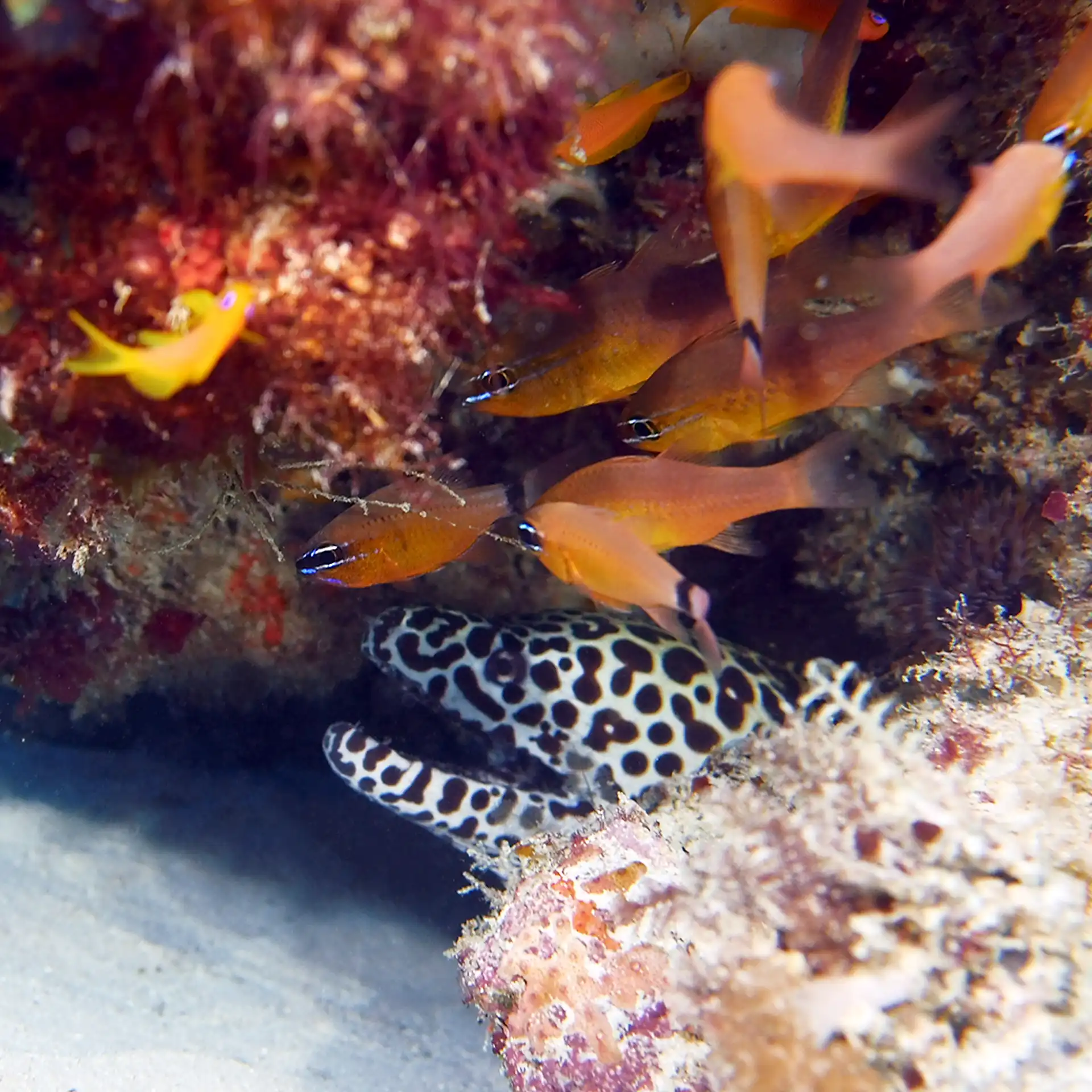 Honeycomb moray eel peeking from a coral crevice surrounded by anthias fish on a Zanzibar reef