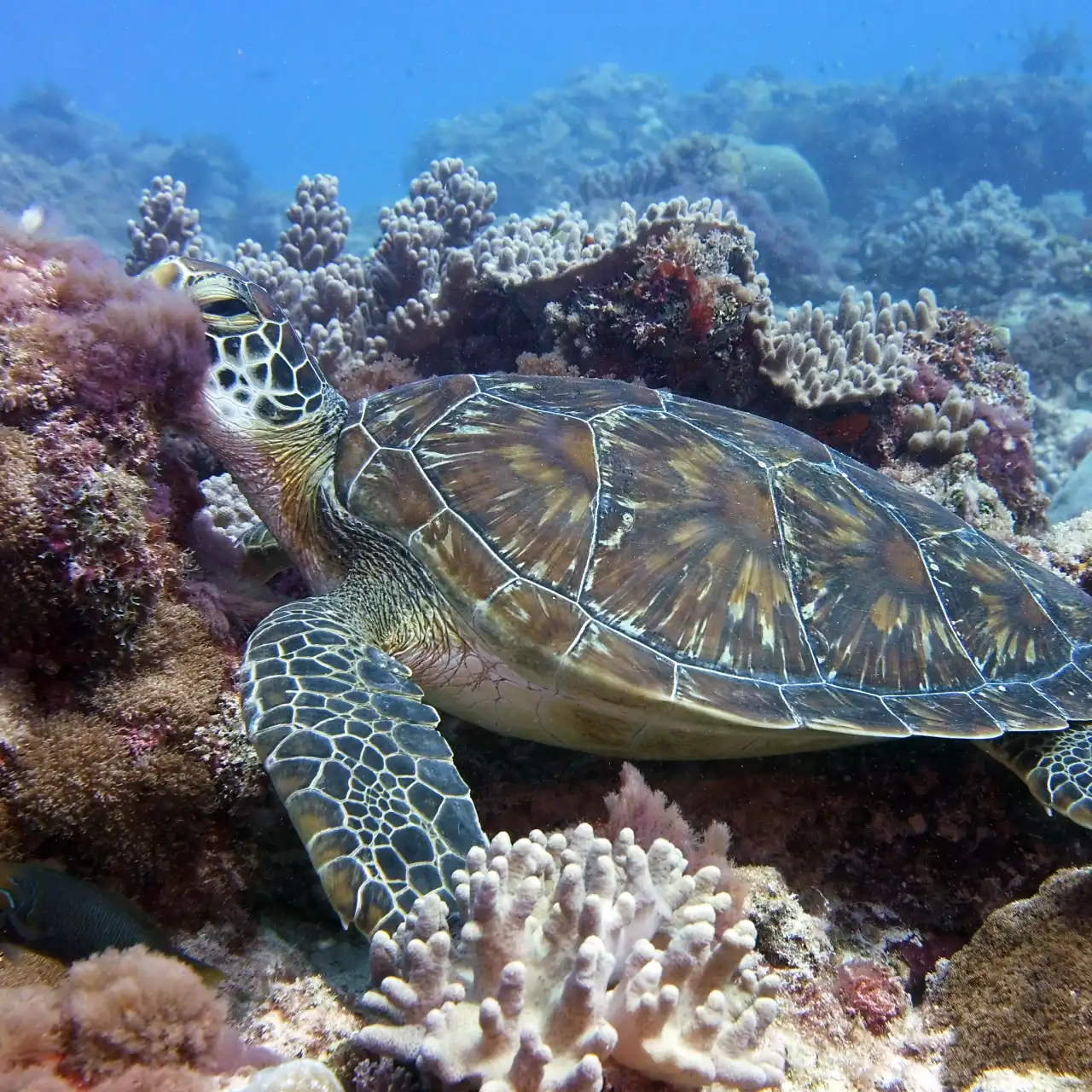 Zanzibar scuba diving deals with bonus dive offer