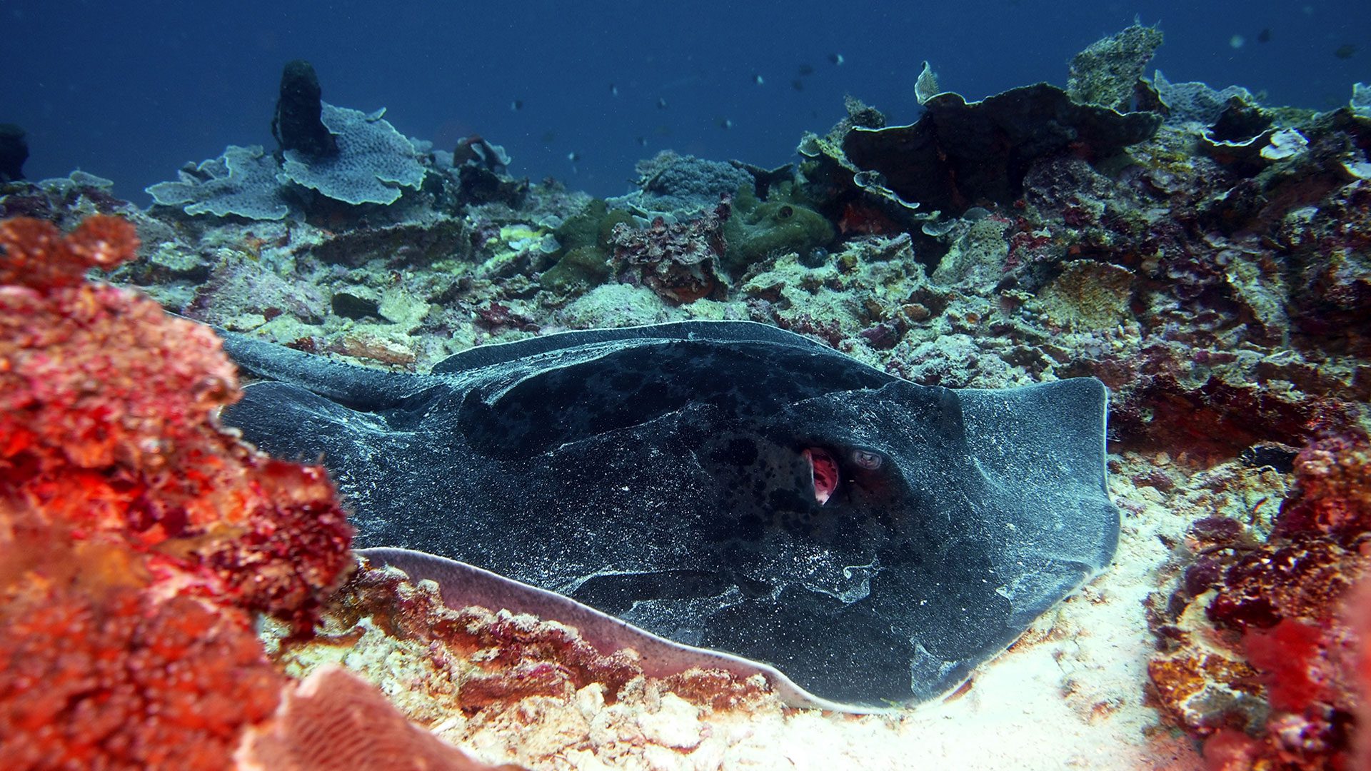 Scuba diving in Pemba Island, Tanzania, Frequently Asked Questions